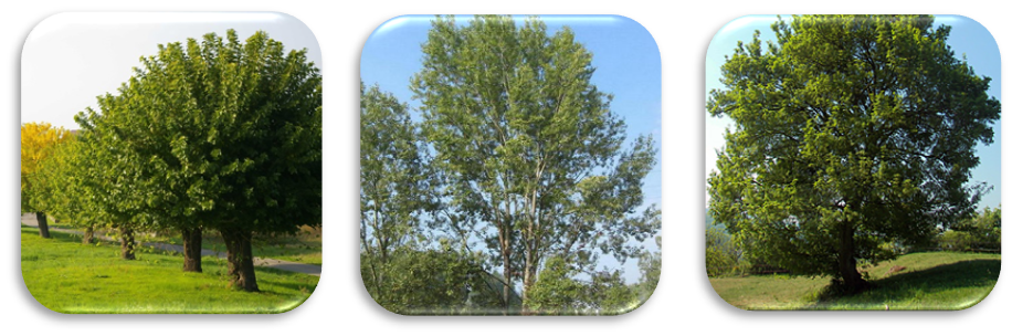Alberi Alberi